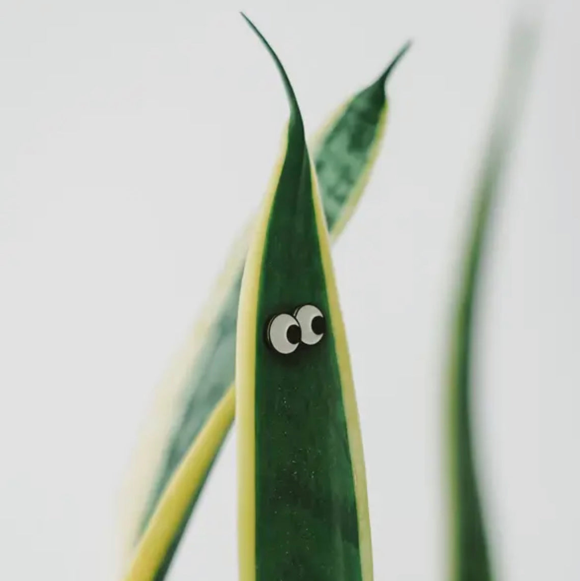 Plant Magnets!