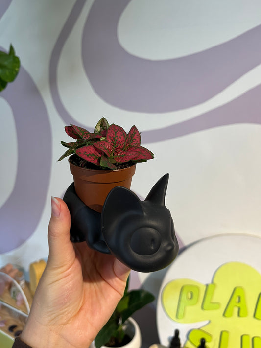 Jiji Cat Planter
