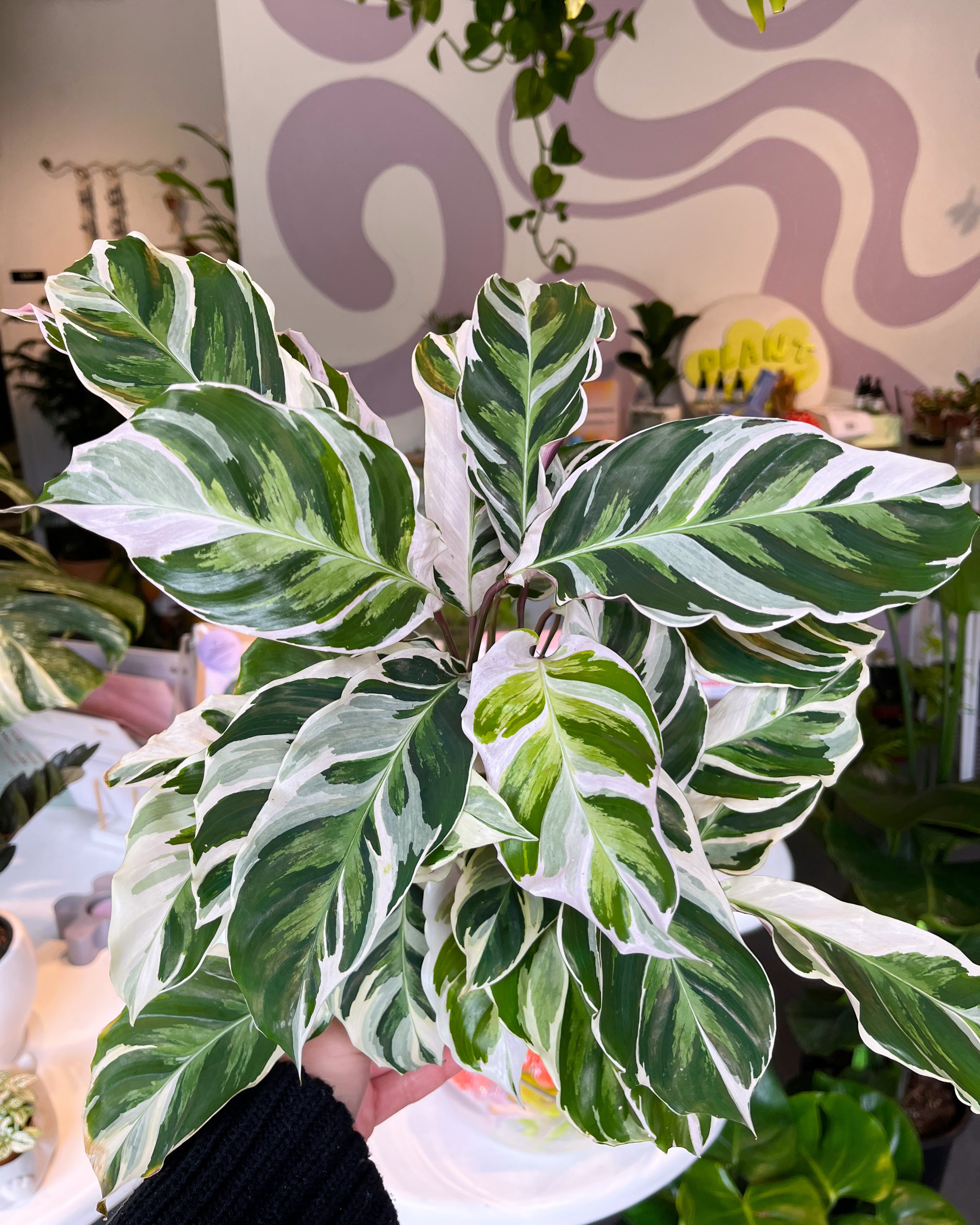 Plant Slut the Plant Shop