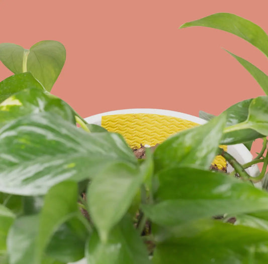 Compostable Gnat Traps