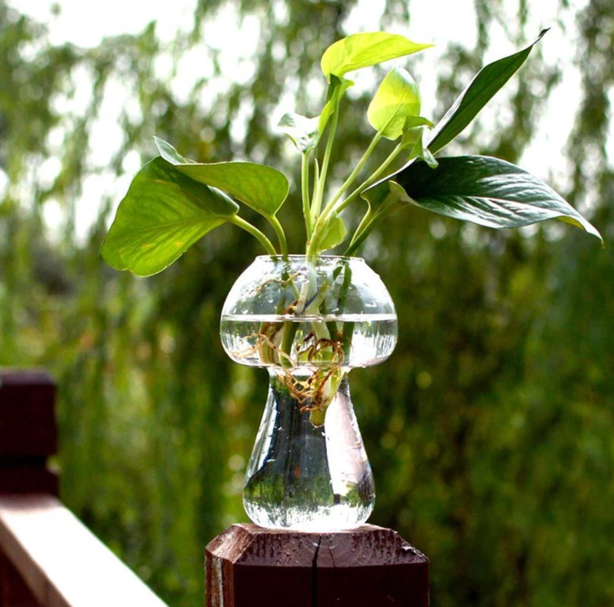 Shroom Propagation Jar