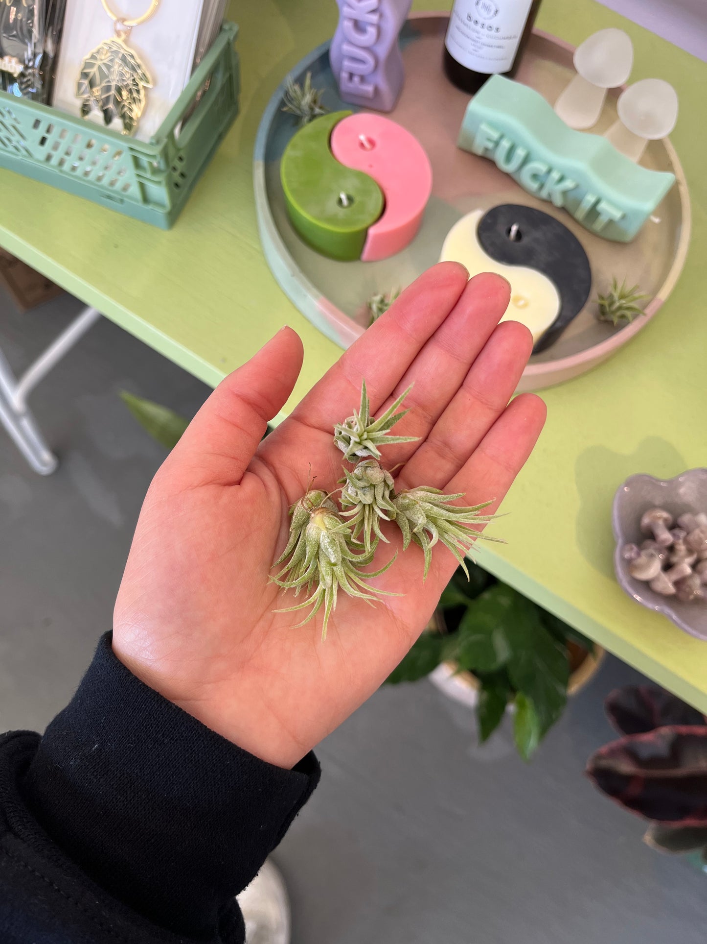 Assorted Airplants