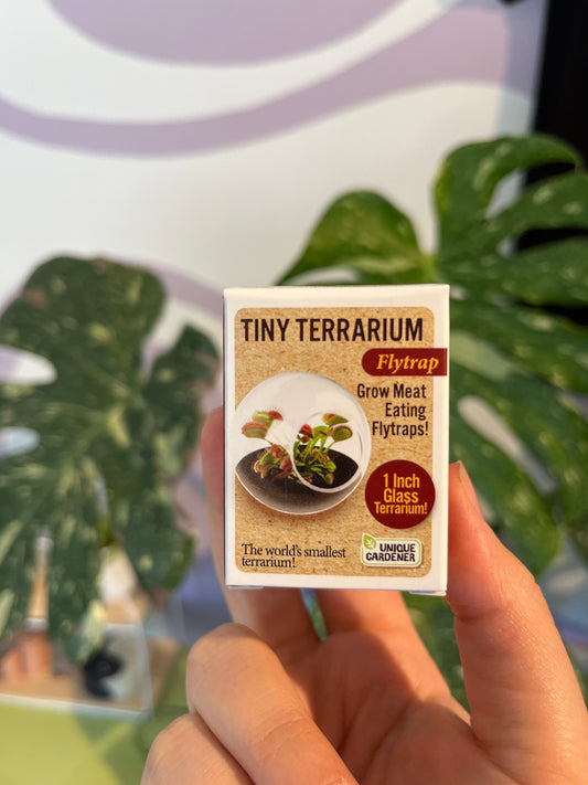 Tiny Terrariums