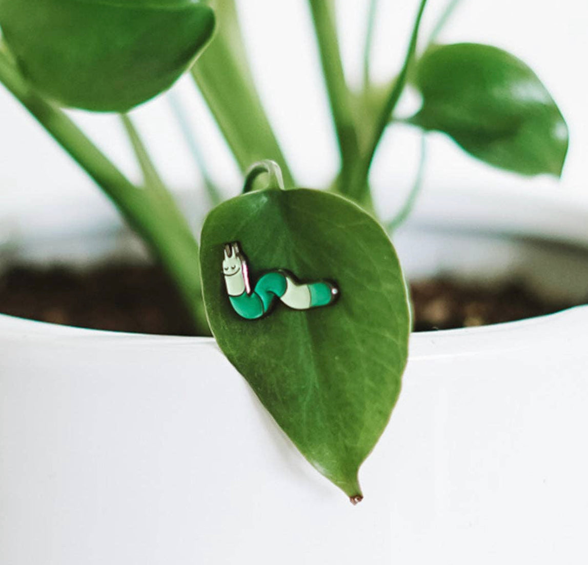 Plant Magnets!