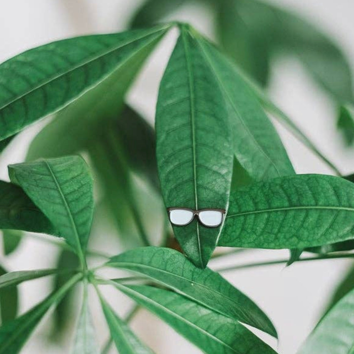 Plant Magnets!