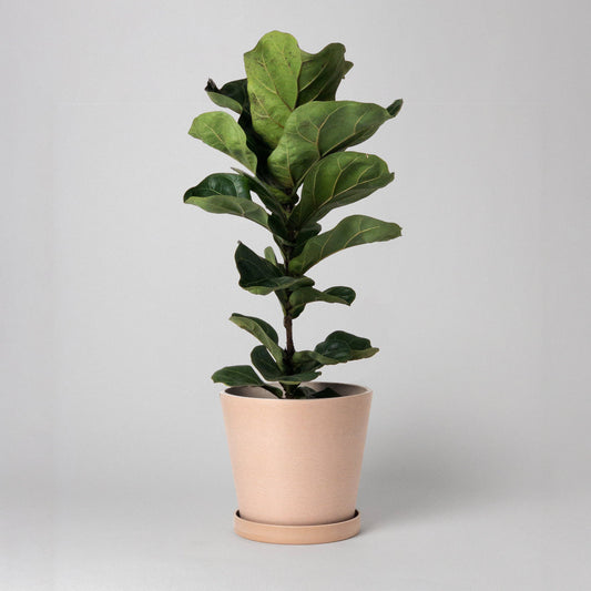 Eco-Friendly Planter Pot & Saucer Set (Muted Coral)