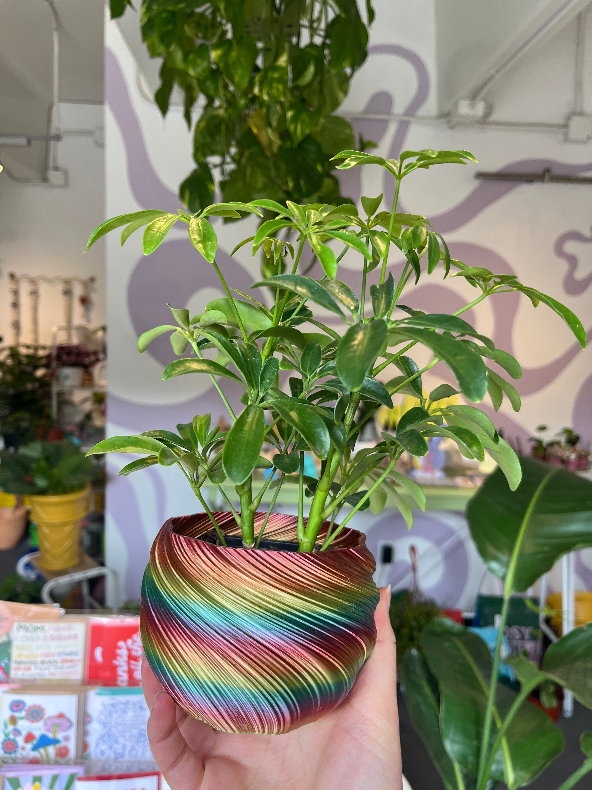 rainbow pot plant Rainbow Pot – Plant Slut