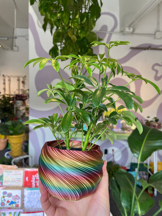 Rainbow Pot