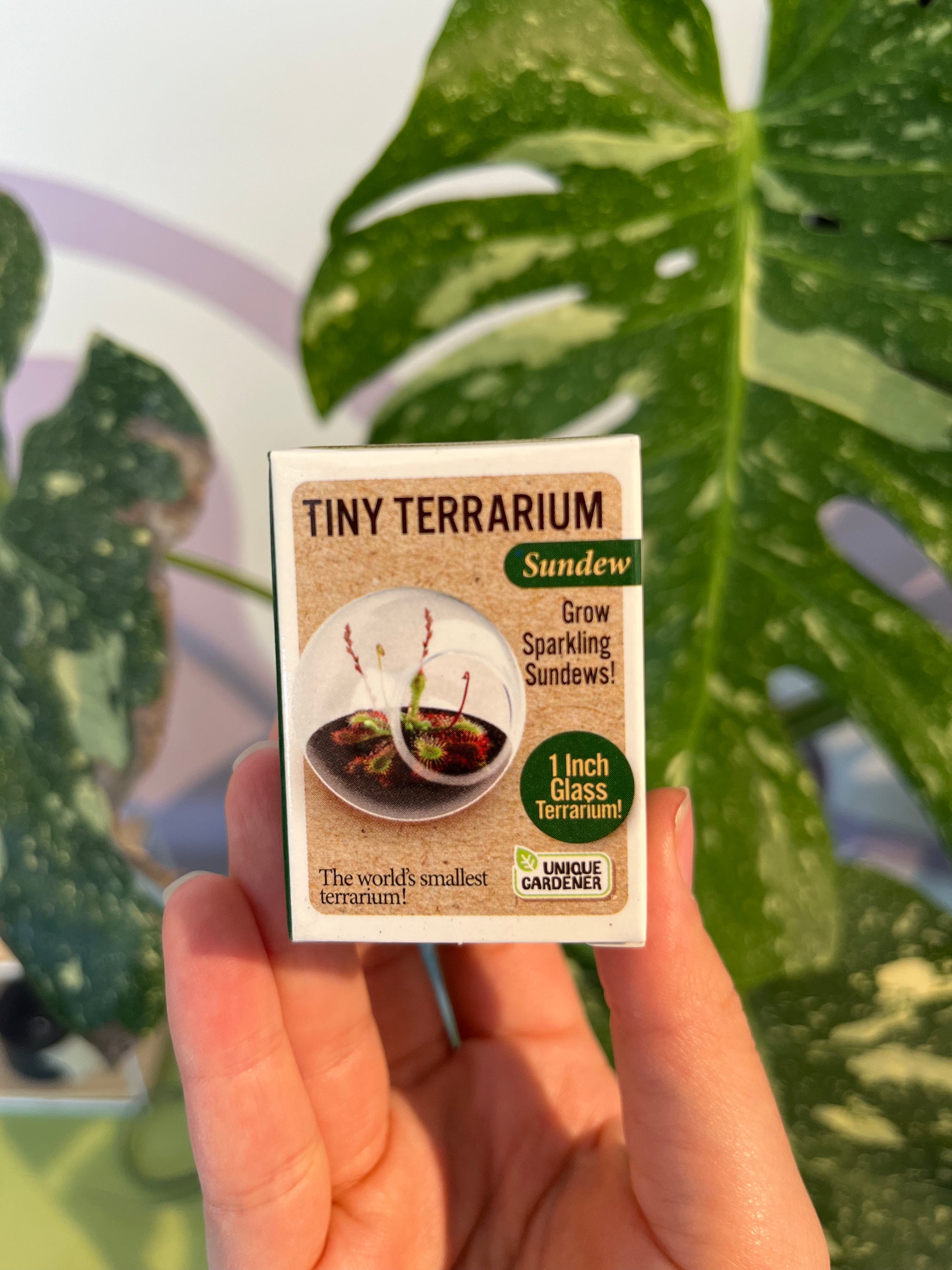 smallest terrarium plants Tiny Terrariums