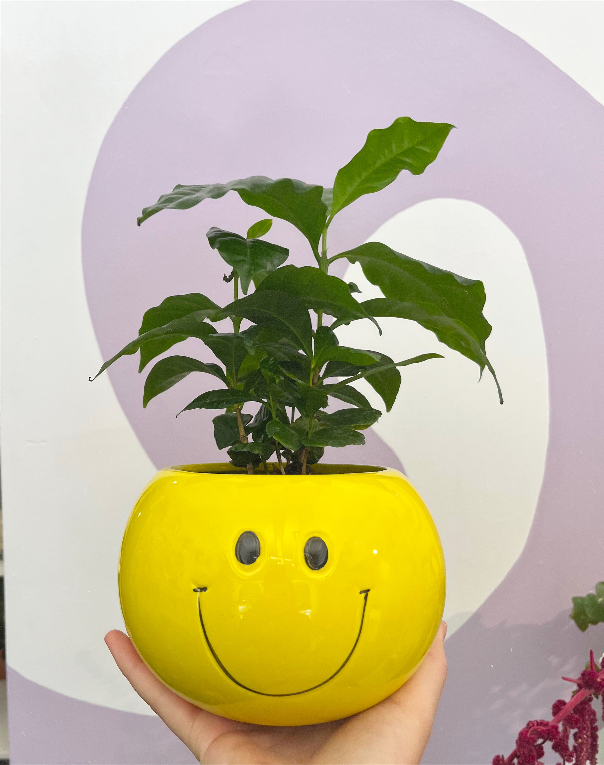 face plant emoji Smiley Face Pot – Plant Slut